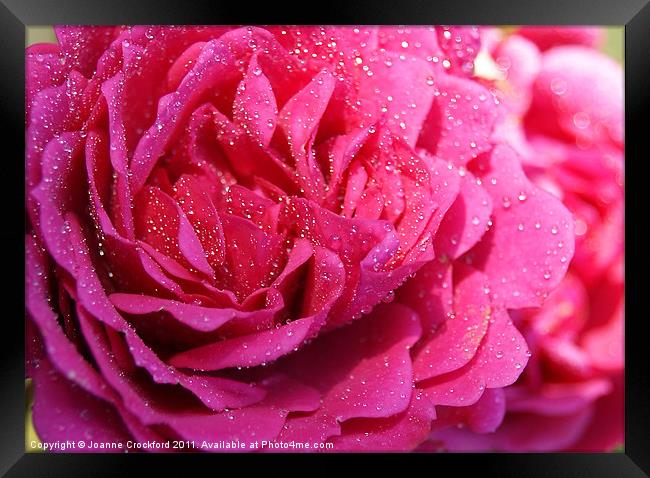 Pink Rose Framed Print by Joanne Crockford