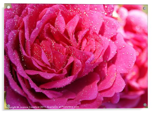 Pink Rose Acrylic by Joanne Crockford