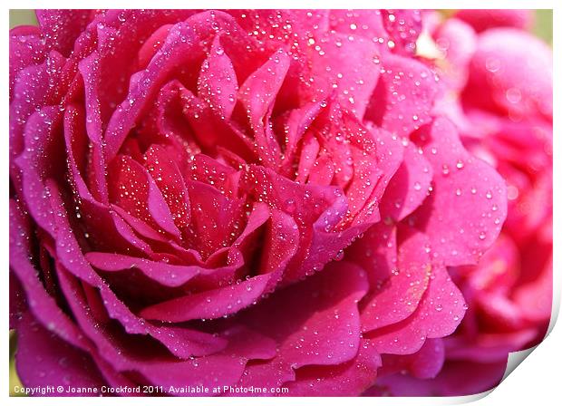 Pink Rose Print by Joanne Crockford