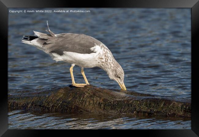 Ring billed gull non breeding Framed Print by Kevin White