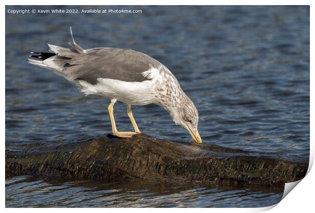 Ring billed gull non breeding Print by Kevin White