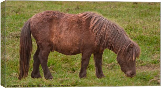 Long haired Shetland pony grazing Canvas Print by Sally Wallis