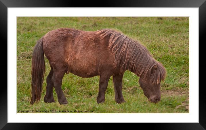 Long haired Shetland pony grazing Framed Mounted Print by Sally Wallis