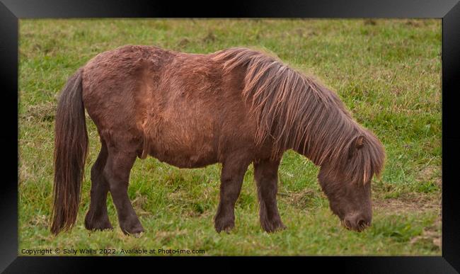 Long haired Shetland pony grazing Framed Print by Sally Wallis