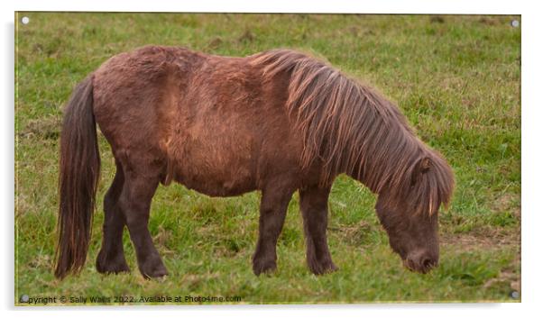 Long haired Shetland pony grazing Acrylic by Sally Wallis