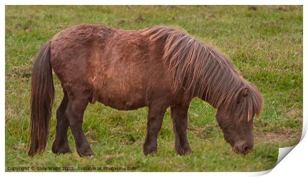 Long haired Shetland pony grazing Print by Sally Wallis