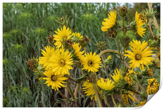 Compassplant Silphium Laciniatum Yellow Flowers Print by Artur Bogacki