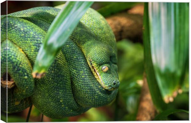 Green Tree Python Canvas Print by Artur Bogacki