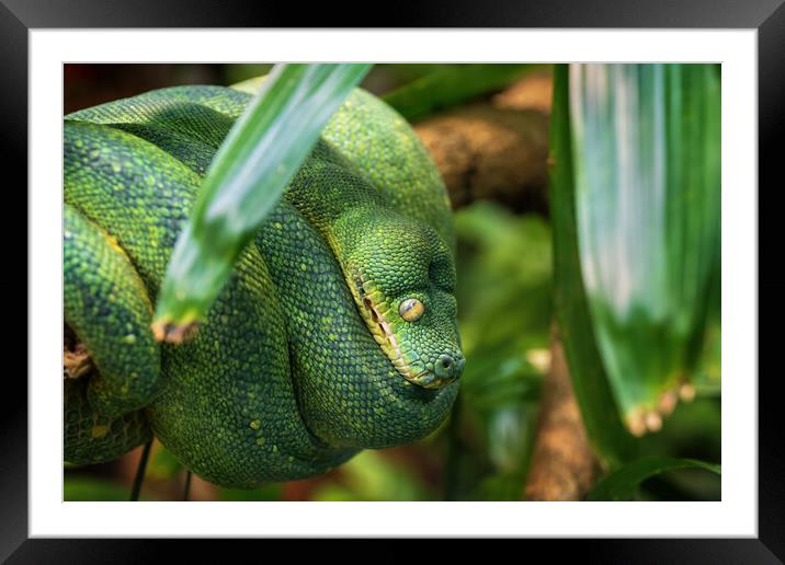 Green Tree Python Framed Mounted Print by Artur Bogacki