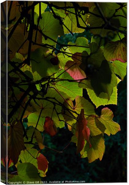 Plant leaves Canvas Print by Steve Gill