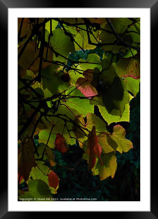Plant leaves Framed Mounted Print by Steve Gill