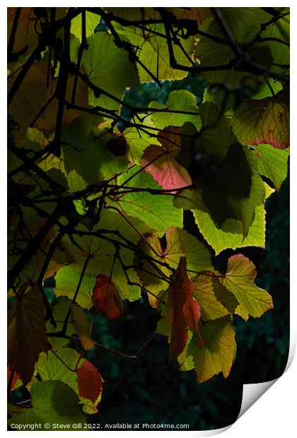 Plant leaves Print by Steve Gill