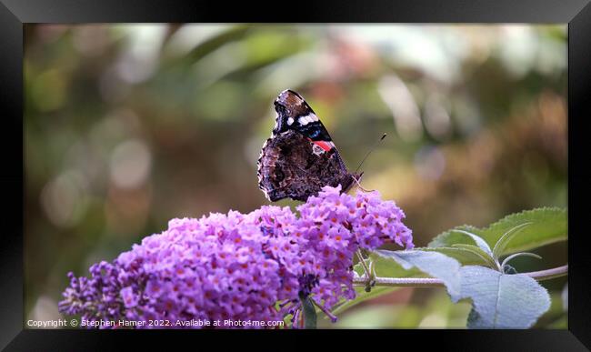 Majestic Butterfly Feeding on Buddleia Framed Print by Stephen Hamer