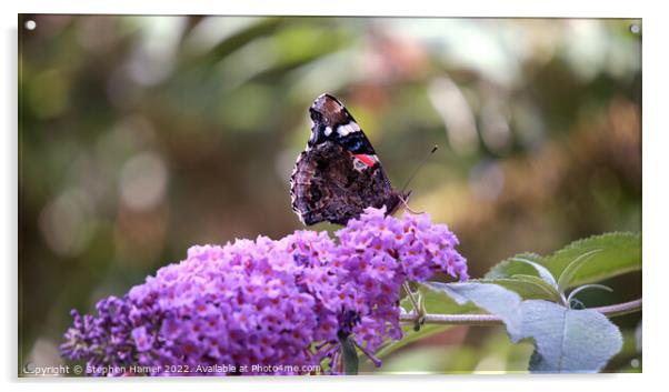 Majestic Butterfly Feeding on Buddleia Acrylic by Stephen Hamer