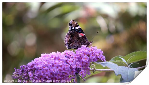 Majestic Butterfly Feeding on Buddleia Print by Stephen Hamer