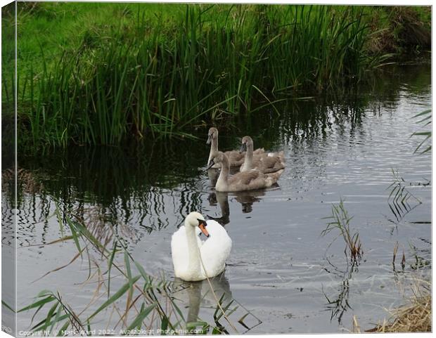 Swan Family in Sussex. Canvas Print by Mark Ward