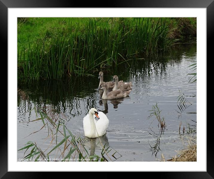 Swan Family in Sussex. Framed Mounted Print by Mark Ward