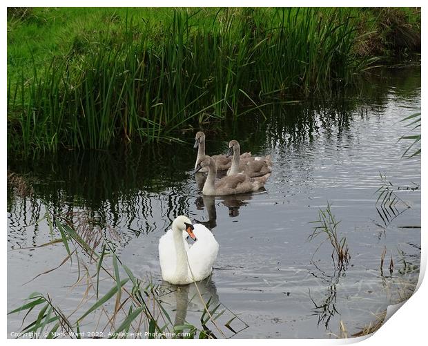 Swan Family in Sussex. Print by Mark Ward