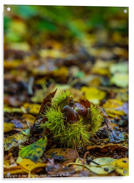 Autumn springeth Acrylic by Alan Dunnett