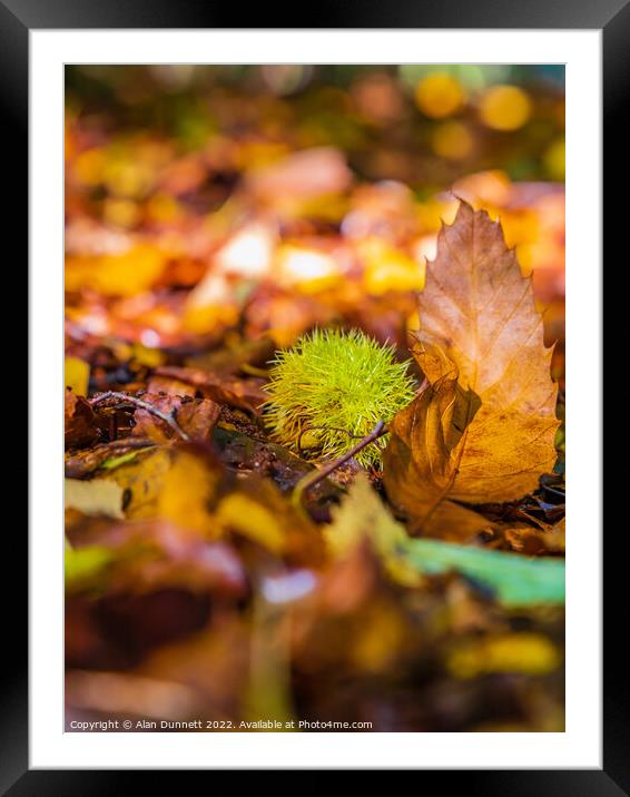 Seeds of autumn Framed Mounted Print by Alan Dunnett