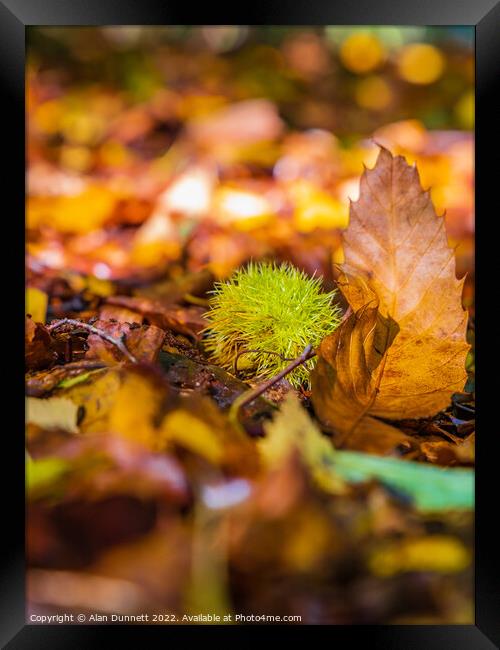 Seeds of autumn Framed Print by Alan Dunnett