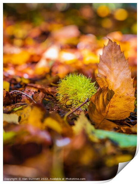 Seeds of autumn Print by Alan Dunnett