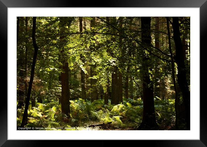 sunlit Forest Framed Mounted Print by Simon Johnson
