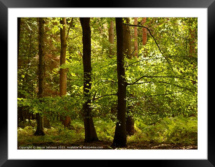 Forest light Framed Mounted Print by Simon Johnson