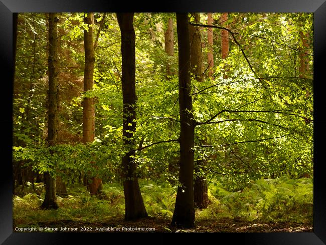 Forest light Framed Print by Simon Johnson
