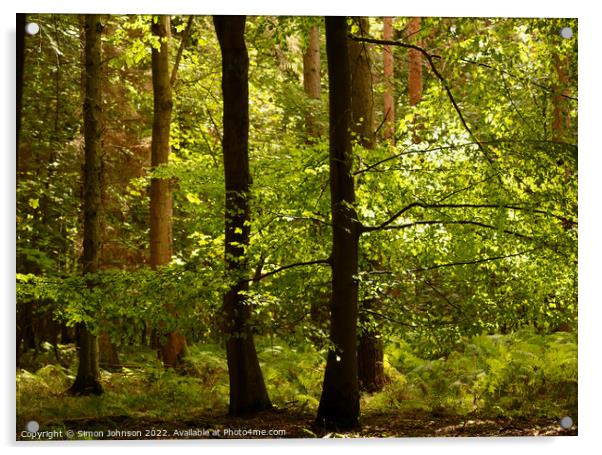 Forest light Acrylic by Simon Johnson