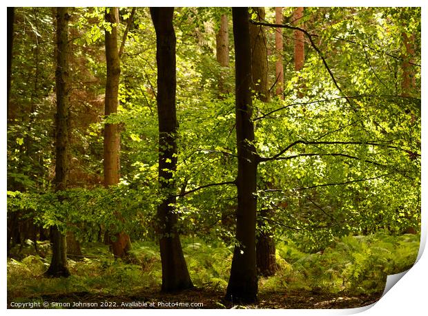 Forest light Print by Simon Johnson