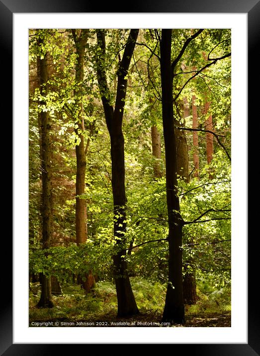 Dappled forest light Framed Mounted Print by Simon Johnson