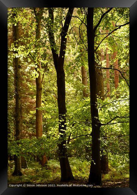 Dappled forest light Framed Print by Simon Johnson