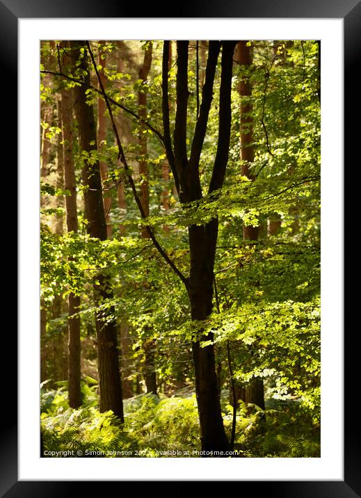 Woodland light Framed Mounted Print by Simon Johnson