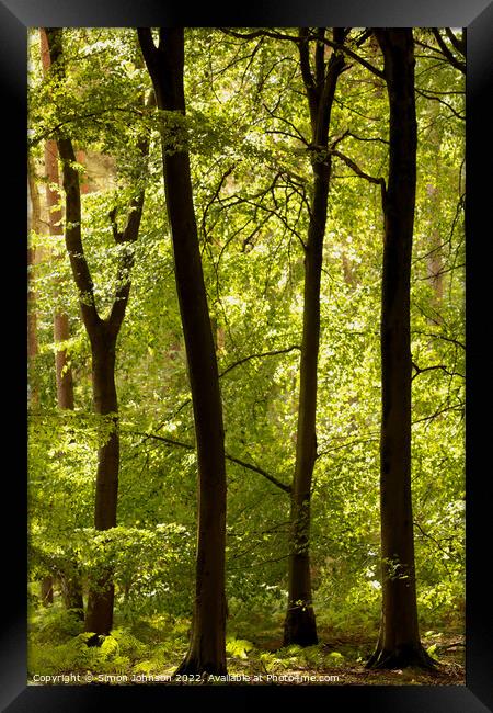 Sunlit woodland  Framed Print by Simon Johnson