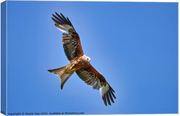 Majestic Red Kite Hunting Prey Canvas Print by Martin Day