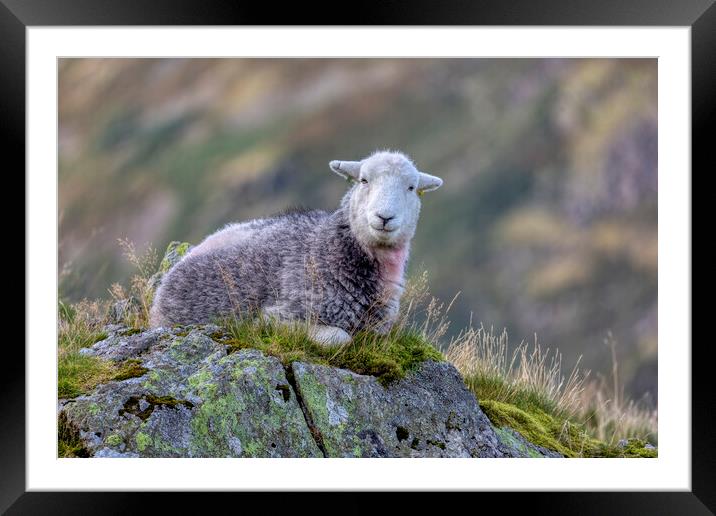 Herdwick Sheep on a Lakeland Fell Framed Mounted Print by Derek Beattie