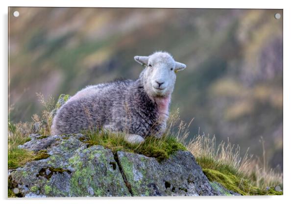 Herdwick Sheep on a Lakeland Fell Acrylic by Derek Beattie