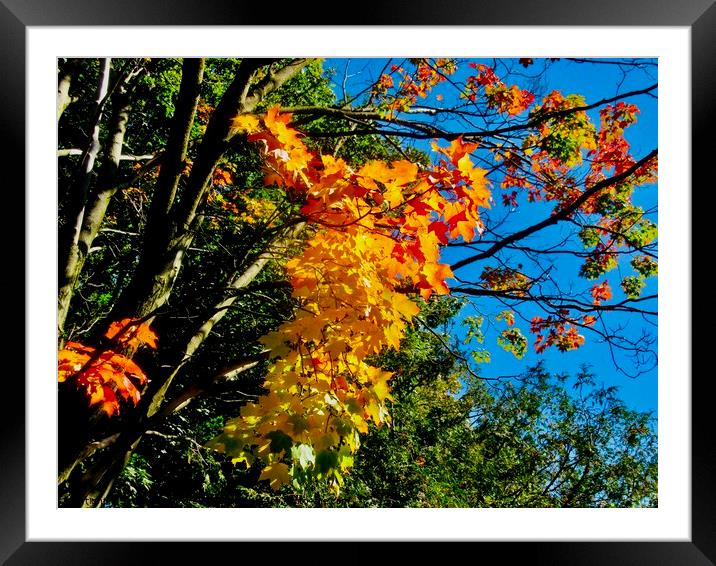 Fall Colours 1 Framed Mounted Print by Stephanie Moore