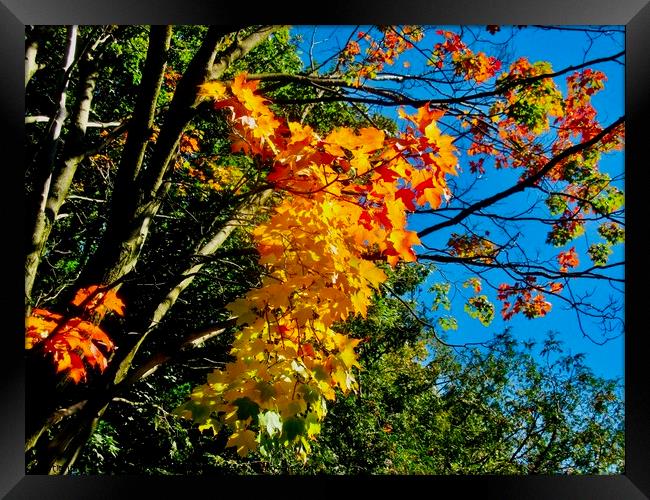 Fall Colours 1 Framed Print by Stephanie Moore