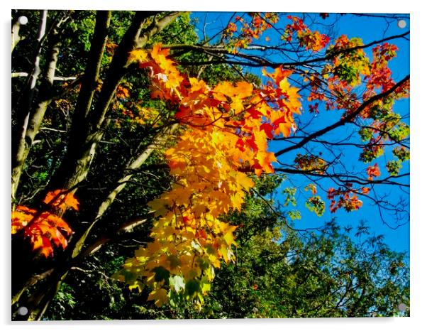 Fall Colours 1 Acrylic by Stephanie Moore