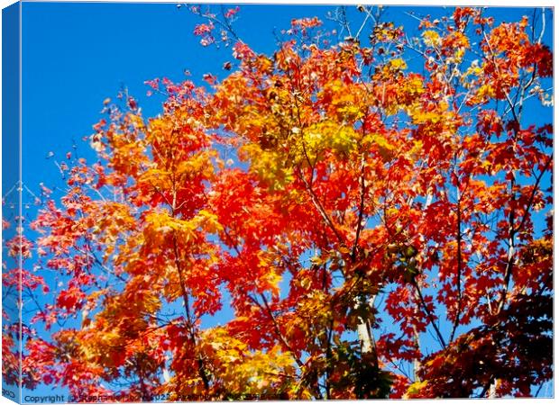 Colourful trees Canvas Print by Stephanie Moore