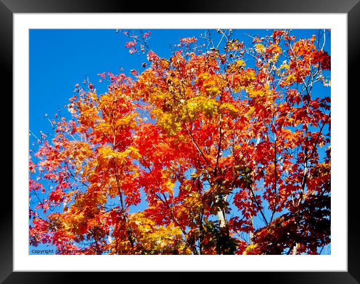 Colourful trees Framed Mounted Print by Stephanie Moore