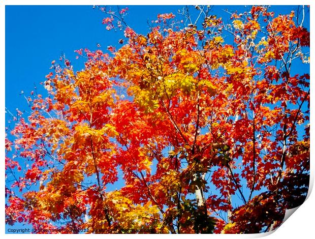 Colourful trees Print by Stephanie Moore