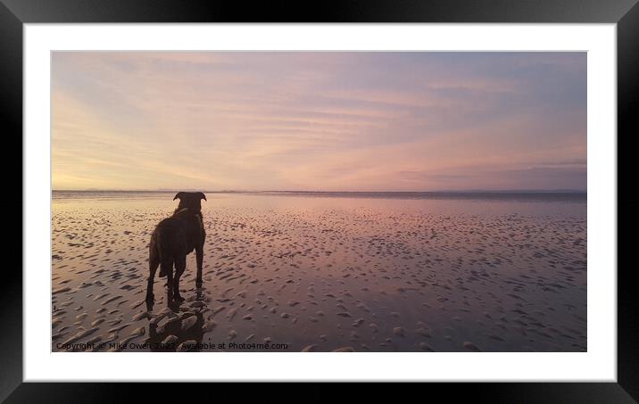 Dog on Beach admiring the sunset Framed Mounted Print by Mike Owen