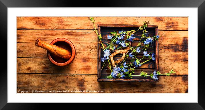 Chicory root, weed Framed Mounted Print by Mykola Lunov Mykola