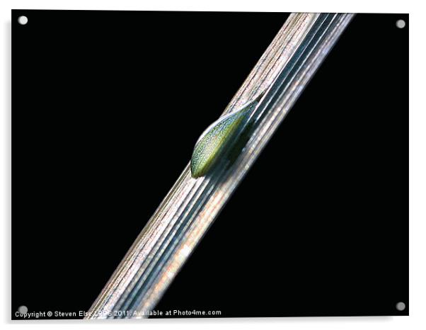 Water droplet on a leaf Acrylic by Steven Else ARPS