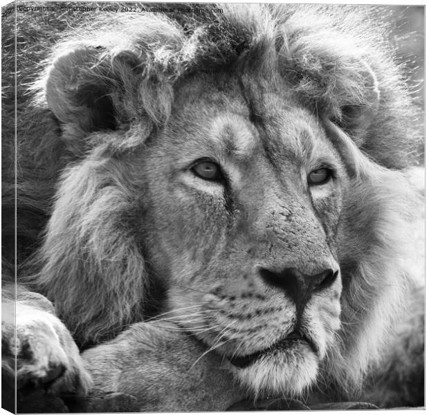 Asiatic lion in black and white Canvas Print by Christopher Keeley