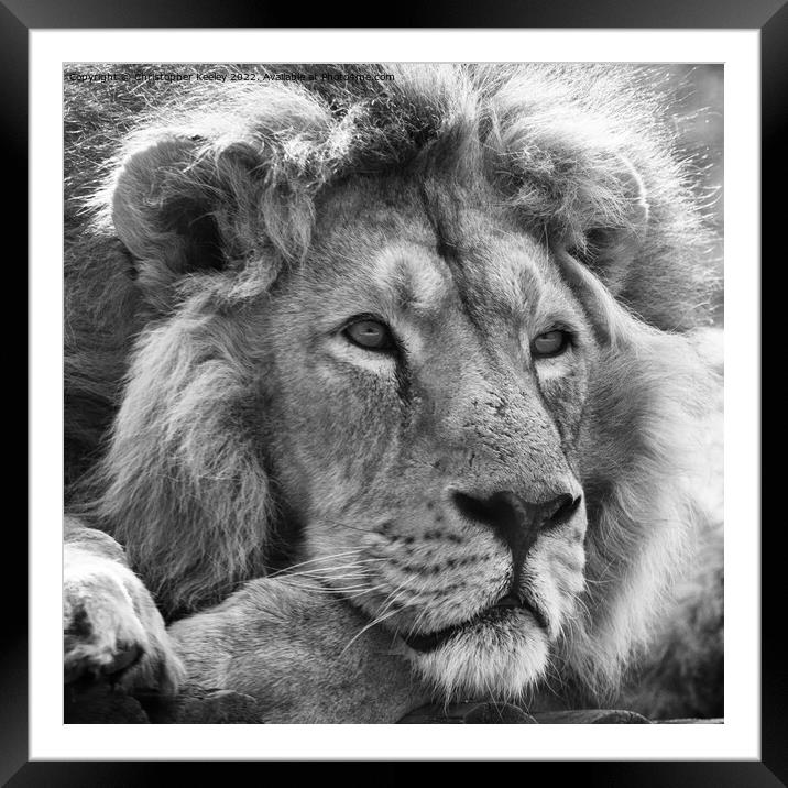 Asiatic lion in black and white Framed Mounted Print by Christopher Keeley