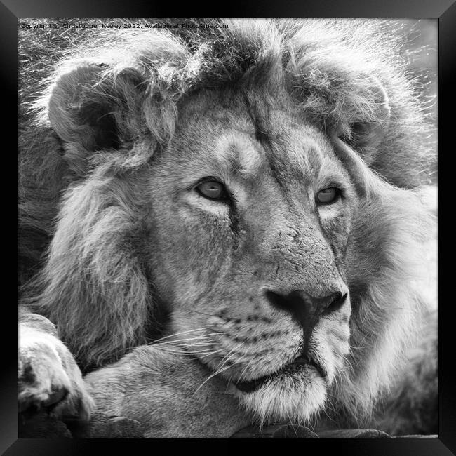 Asiatic lion in black and white Framed Print by Christopher Keeley